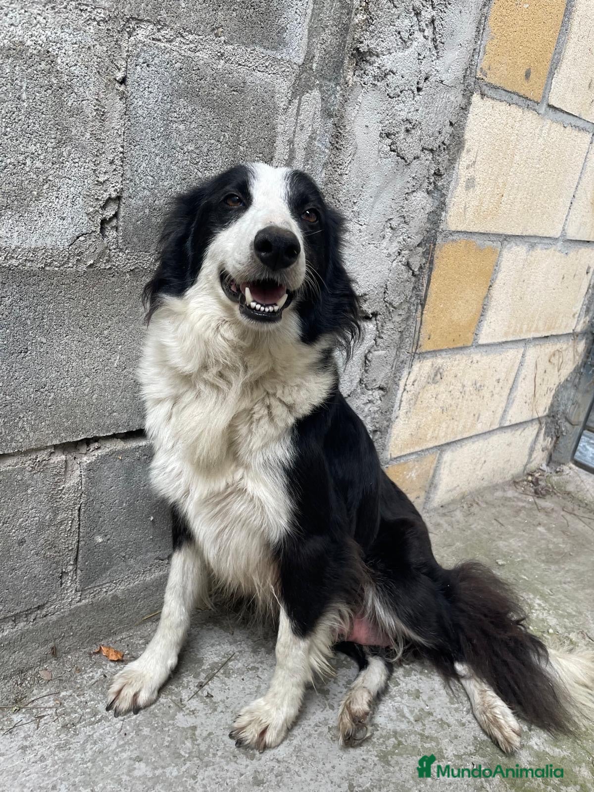 Border Collie perros Border collie  - Anuncio 11