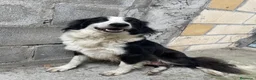 Border Collie perros en venta: Border collie  - Anuncio 1
