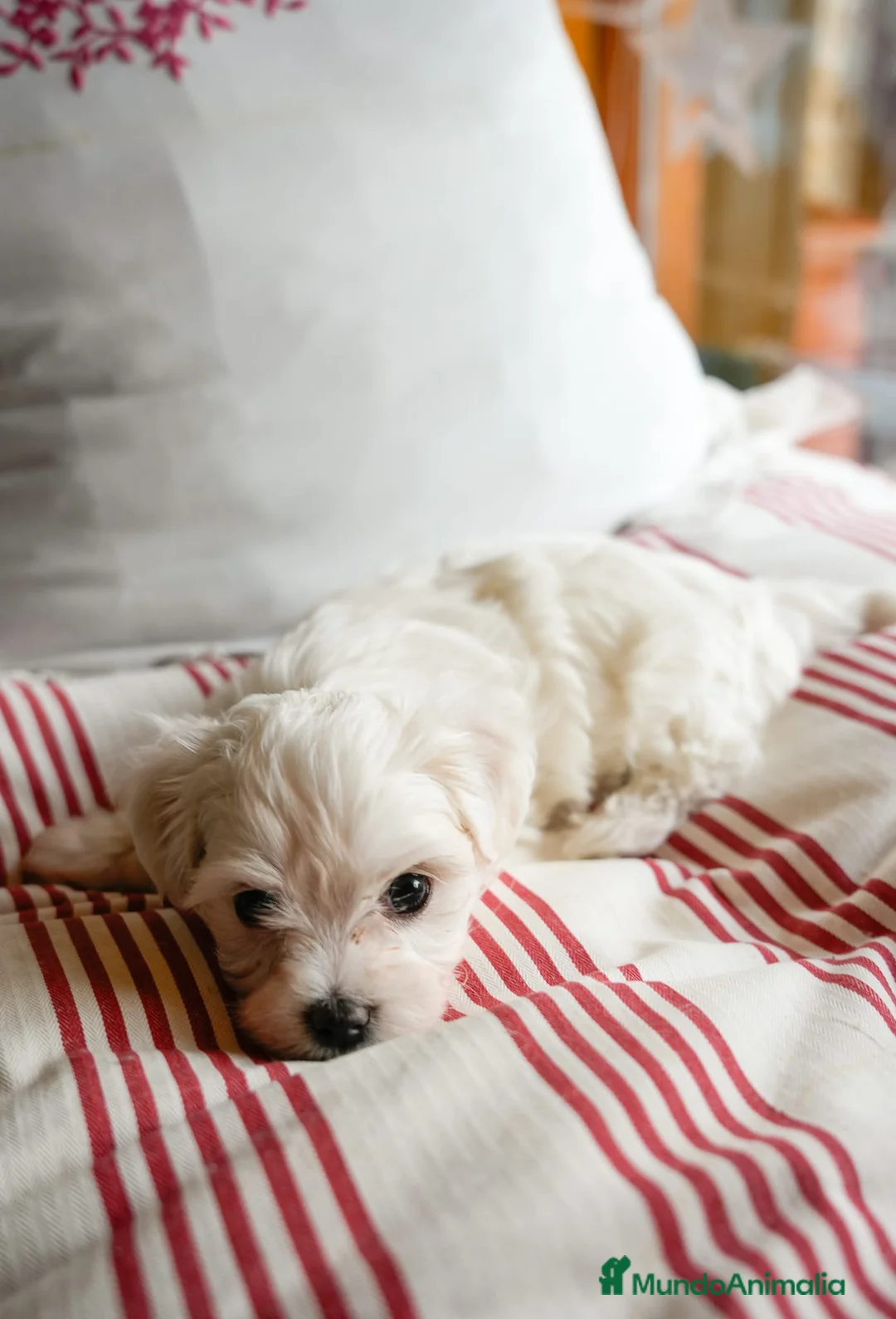 Bichón Maltés perros en venta: Preciosos Bichón Maltés  en Barcelona - Anuncio 4