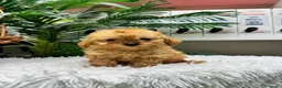 Caniche Toy perros en venta: CANICHE TOY - Anuncio 3
