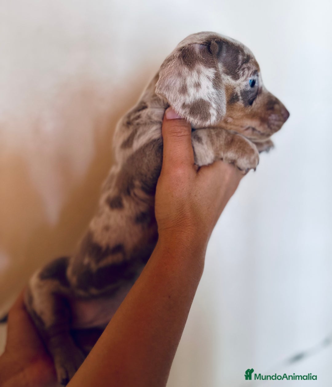 Teckel Miniatura perros en venta: EXCLUSIVO TECKEL MINIATURA OJOS AZULES - Imagen 1