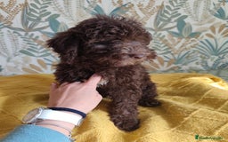 Perro de Agua Español perros en venta: Macho chocolate 🤎 - Imagen 3