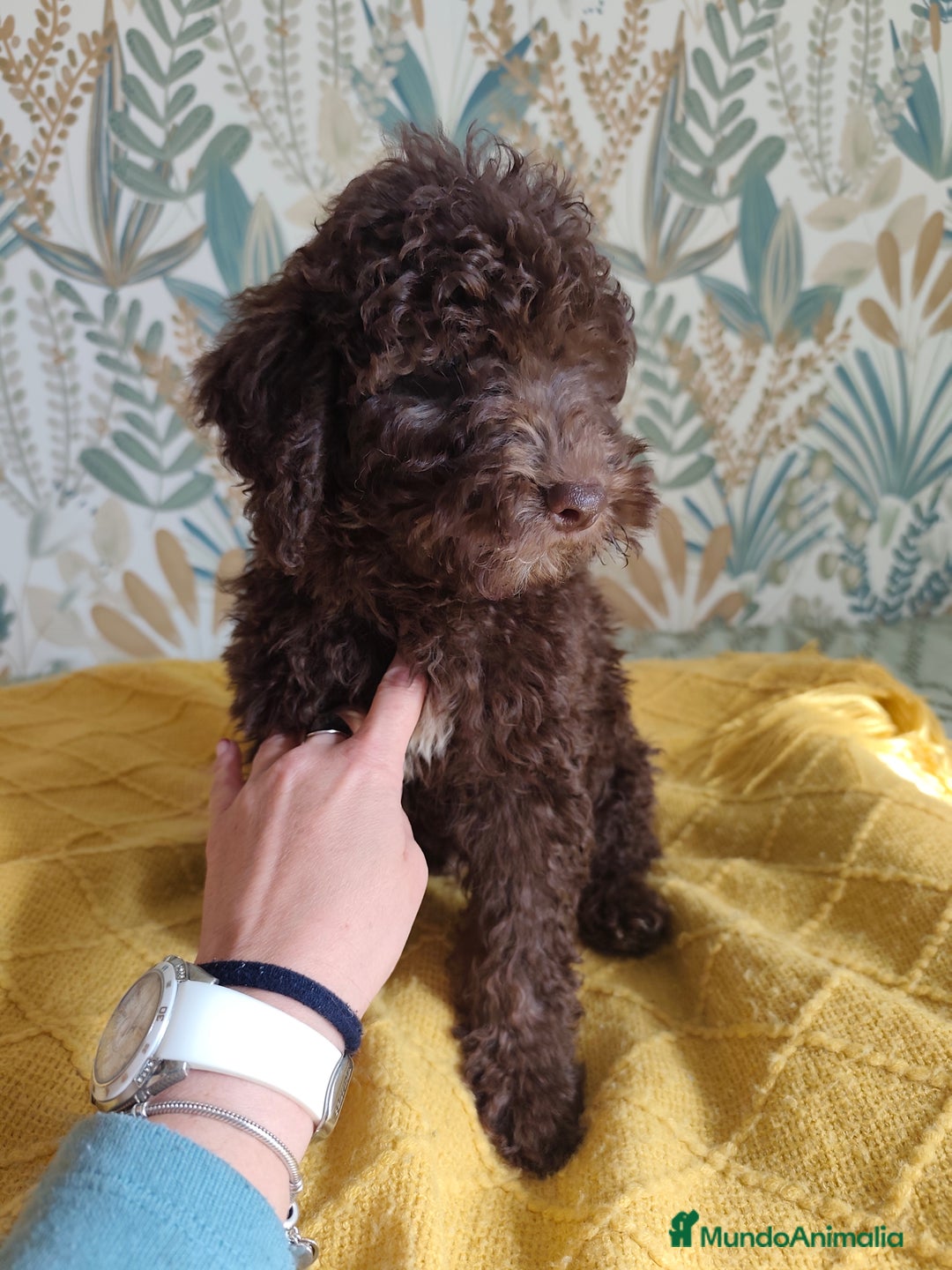 Perro de Agua Español perros en venta: Macho chocolate 🤎 - Imagen 3