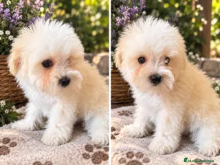 Maltipoo perros MALTIPOO - Anuncio 1