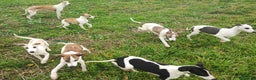 Whippet perros en venta: WHIPPET MACHO - Anuncio 6