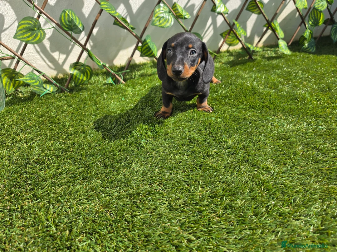 Teckel Miniatura perros en venta: TECKEL MINIATURA  - Anuncio 2