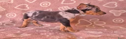 Pinscher Miniatura perros en venta: Cachorros Pincher Miniatura Merles  - Anuncio 2