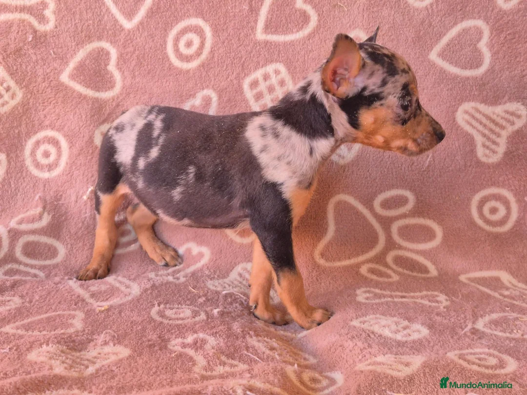 Pinscher Miniatura perros en venta: Cachorros Pincher Miniatura Merles  - Anuncio 2
