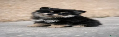 Pomerania Cachorro 1