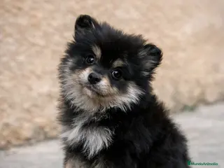 Pomerania perros Pomerania black en Valencia - Anuncio 2