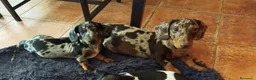 Teckel perros en venta: Teckels WhatsApp 616121781 - Anuncio 1