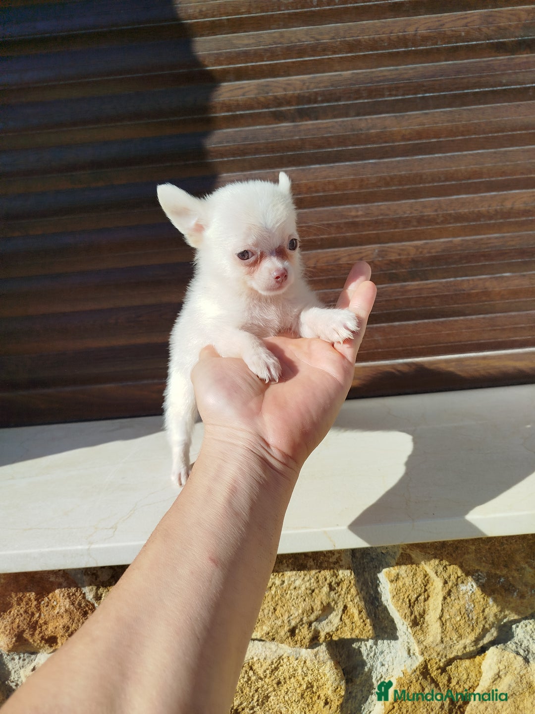 Chihuahua perros en venta: Chihuahua  - Imagen 4