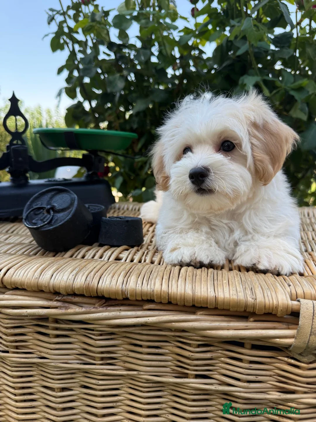 Maltipoo perros en venta: Maltipoo listo para conocer a su nueva familia!! - Anuncio 2