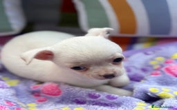 Chihuahua perros en venta: Chihuahua toy - Imagen 4