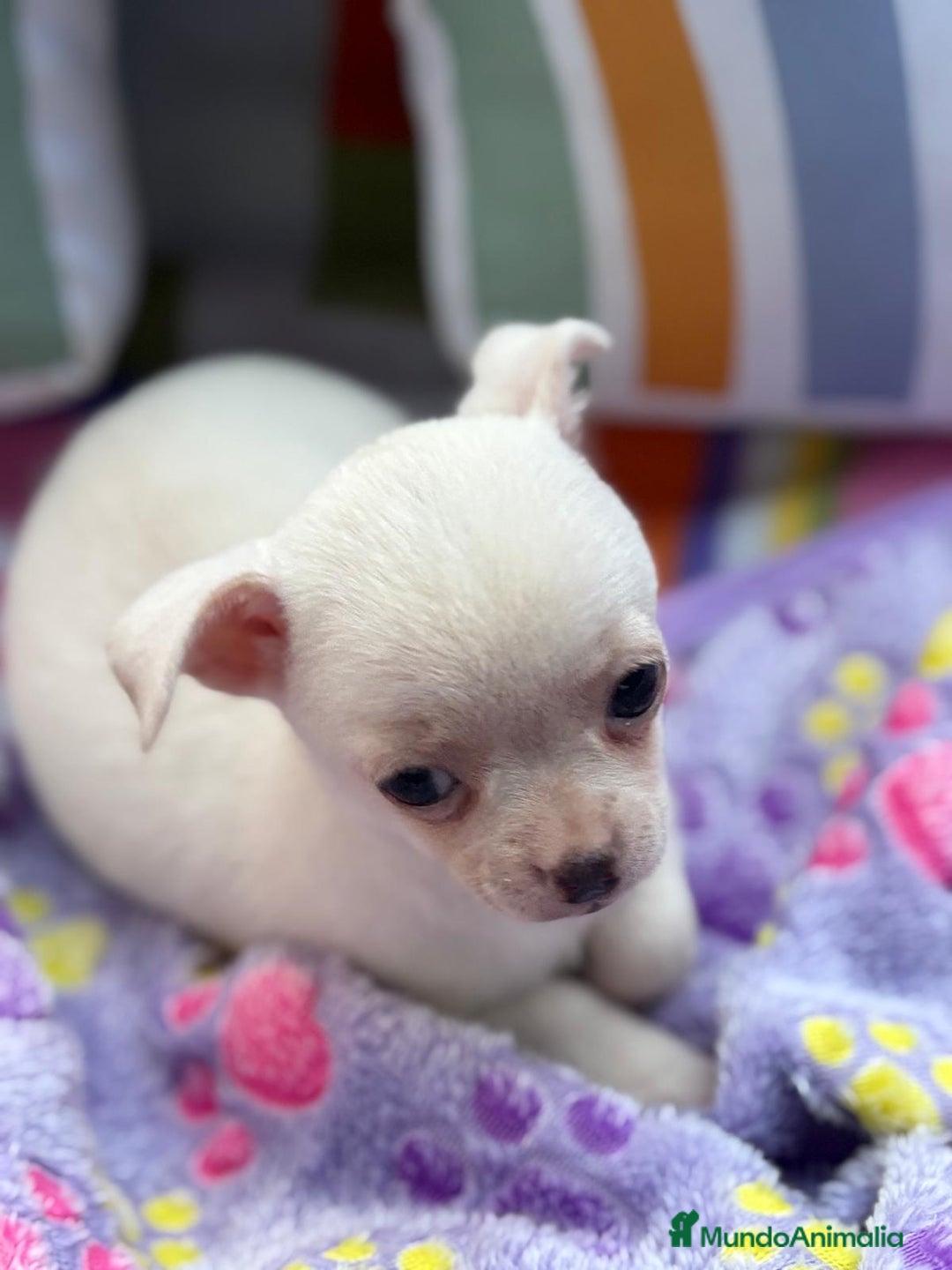 Chihuahua perros en venta: Chihuahua toy - Imagen 4