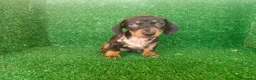 Teckel Miniatura perros en venta: Teckel miniatura  - Anuncio 1