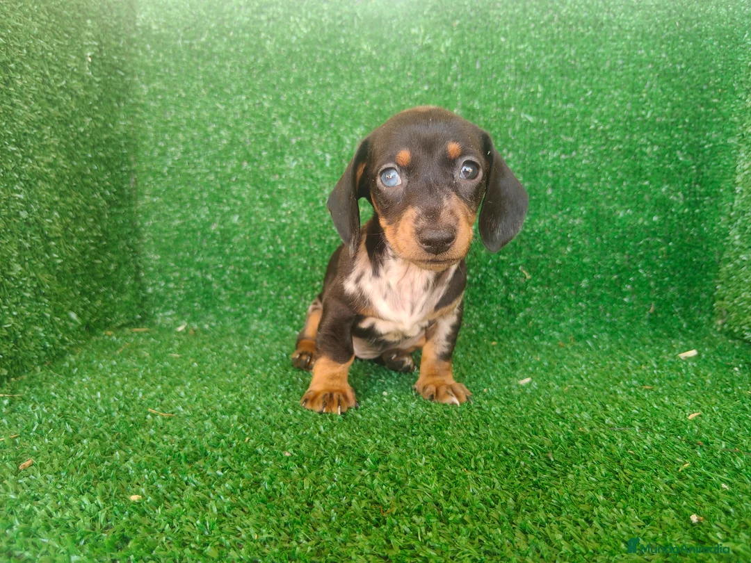 Teckel Miniatura perros en venta: Teckel miniatura  - Anuncio 1