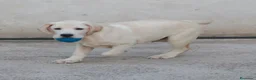 Labrador Retriever perros en venta: Cachorros labrador retriever amarillos  - Anuncio 4
