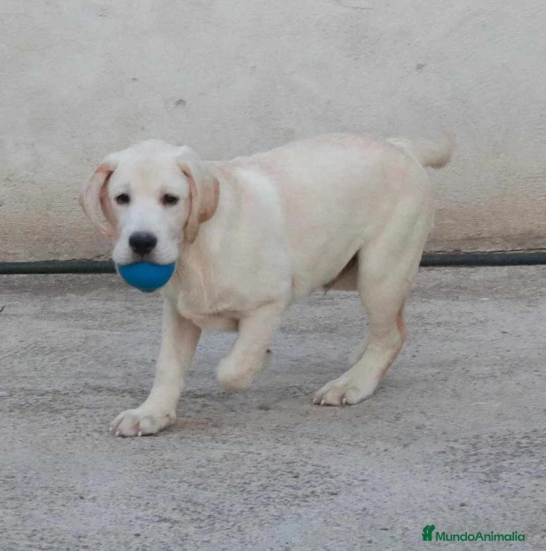 Labrador Retriever perros en venta: Cachorros labrador retriever amarillos  - Anuncio 4