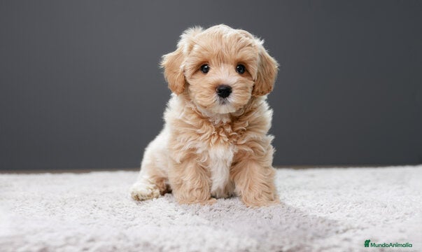 Maltipoo perros Malripoo Toy preciosos cachorros  - Anuncio 1