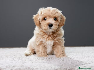 Maltipoo perros Malripoo Toy preciosos cachorros - Anuncio 1