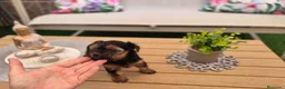 Yorkshire Terrier perros en venta: Yorkshire terrier - Anuncio 30