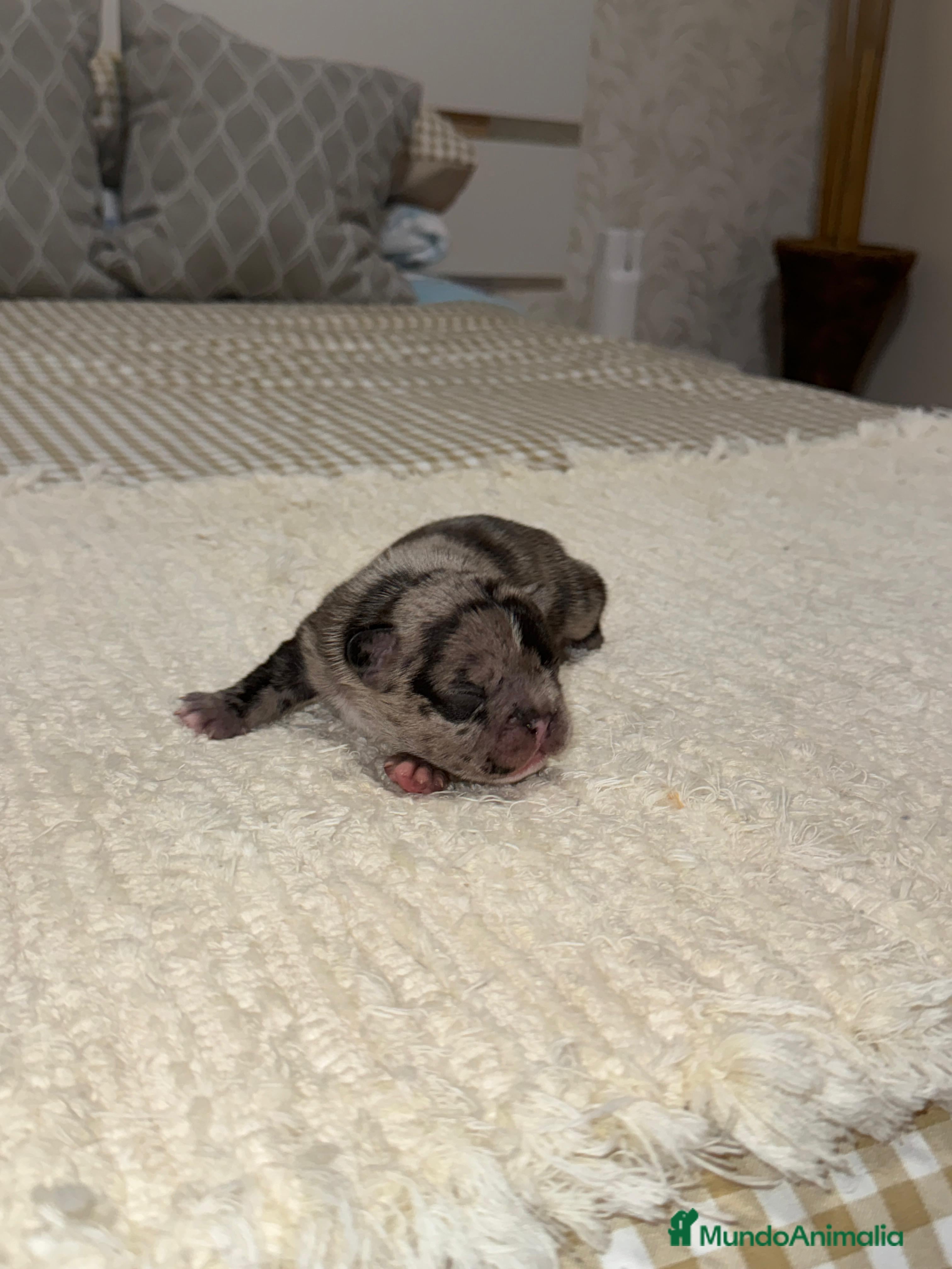 Bulldog Francés perros Bulldog francés excelente morfología reservas  - Anuncio 2