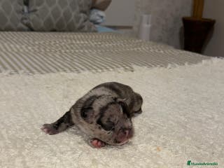 Bulldog Francés perros Bulldog francés excelente morfología reservas - Anuncio 2