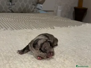 Bulldog Francés perros Bulldog francés excelente morfología reservas - Anuncio 7