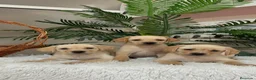 Labrador Retriever perros en venta: LABRADOR RETRIEVER - Anuncio 7