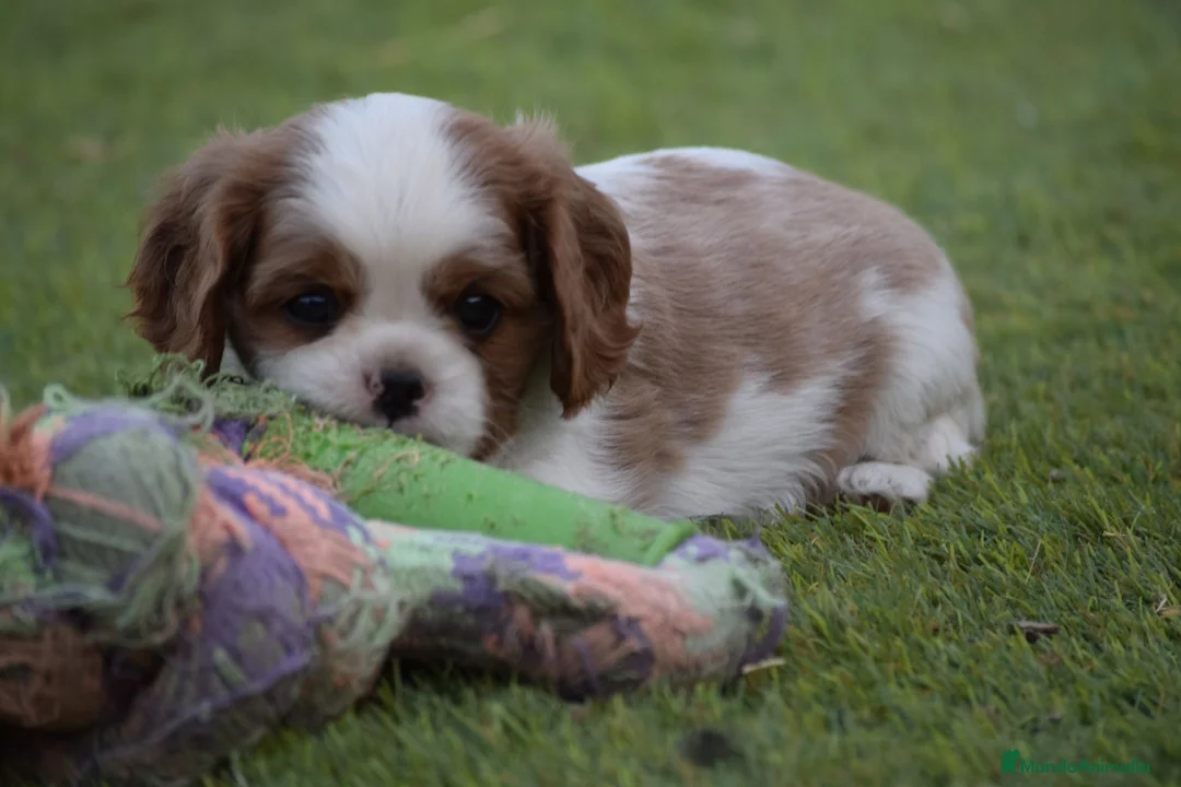 Cavalier King Charles Spaniel perros en venta: cachorro calidad compañia - Anuncio 7
