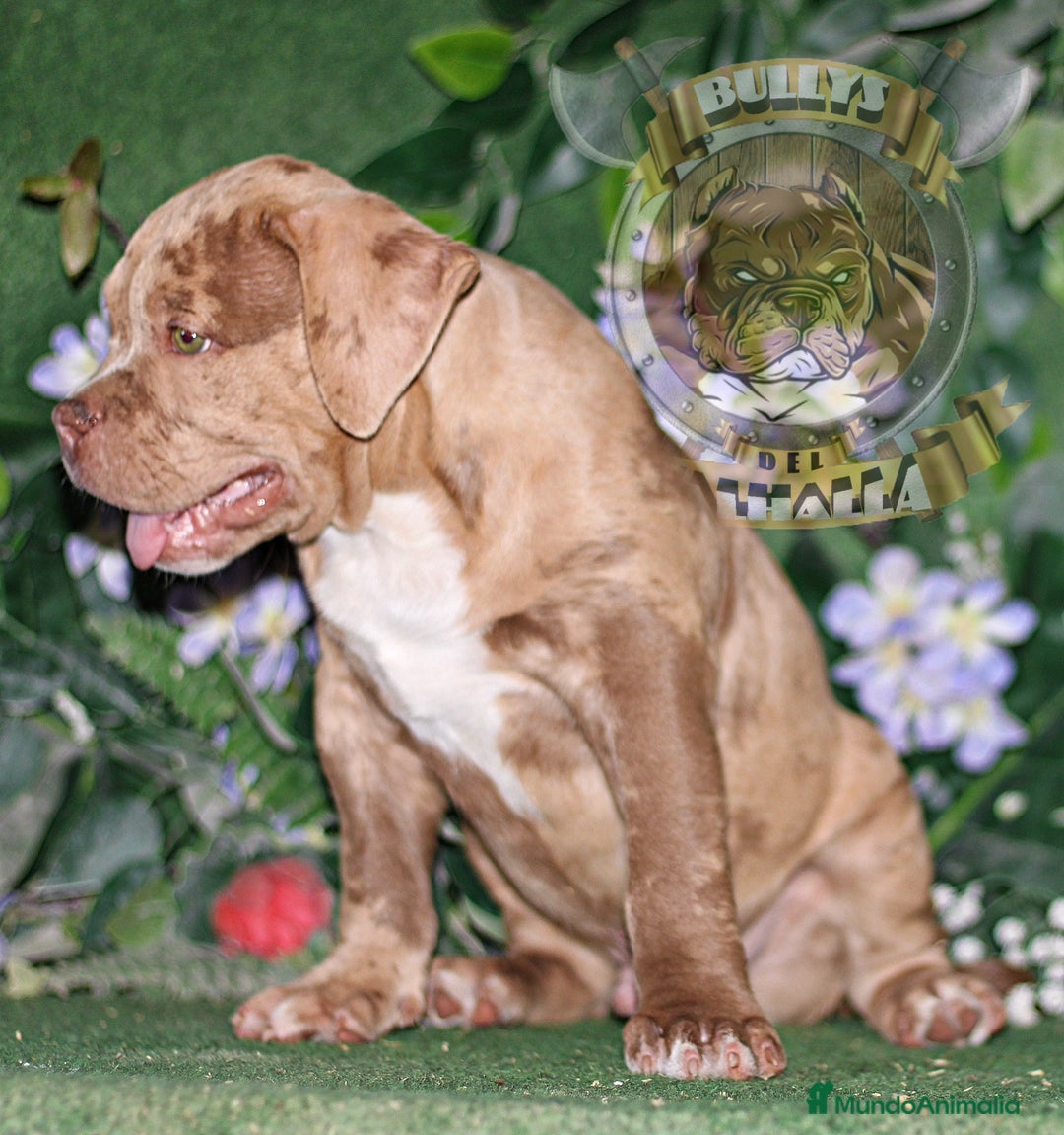 American Bully perros en venta: AMERICAN BULLY XL / AMERICAN BULLY XXL 622414793  - Imagen 3