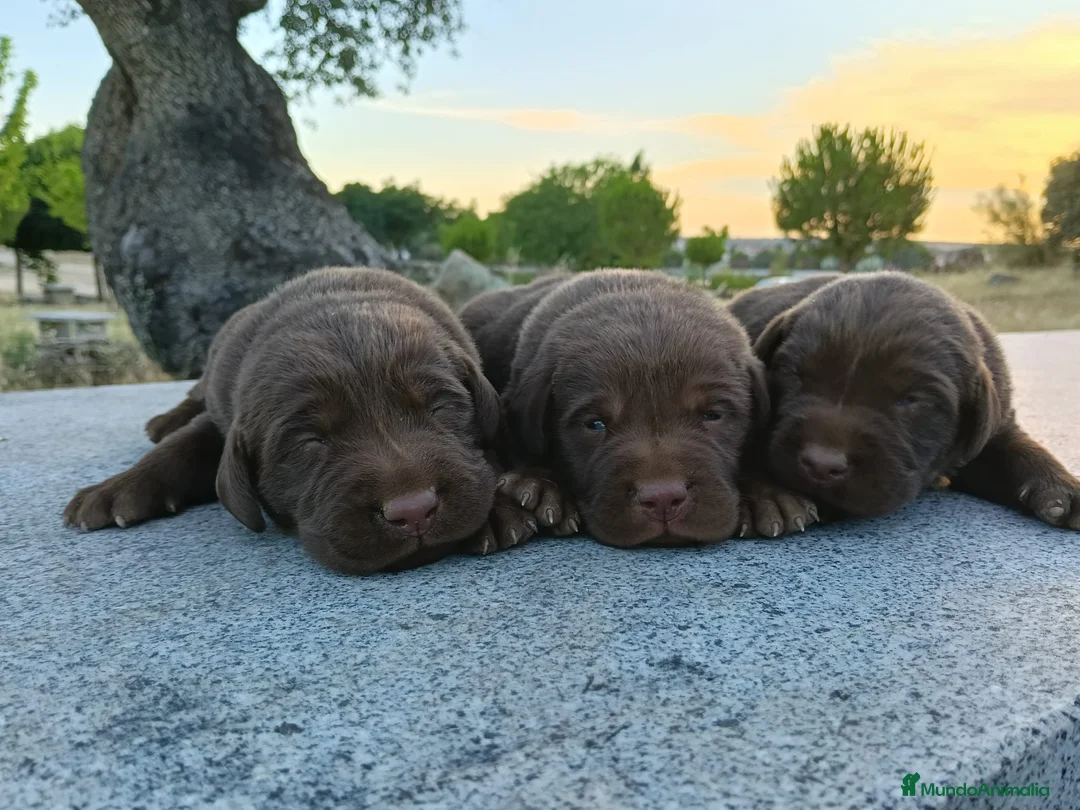 Labrador Retriever perros en venta: Labrador retriever línea inglesa chocolate  - Anuncio 3