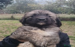 Pastor del Cáucaso perros en venta: Pastor del Cáucaso  - Imagen 2