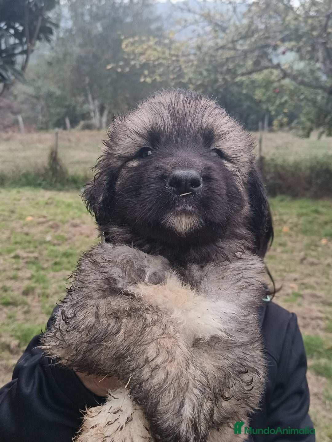 Pastor del Cáucaso perros en venta: Pastor del Cáucaso  - Imagen 2