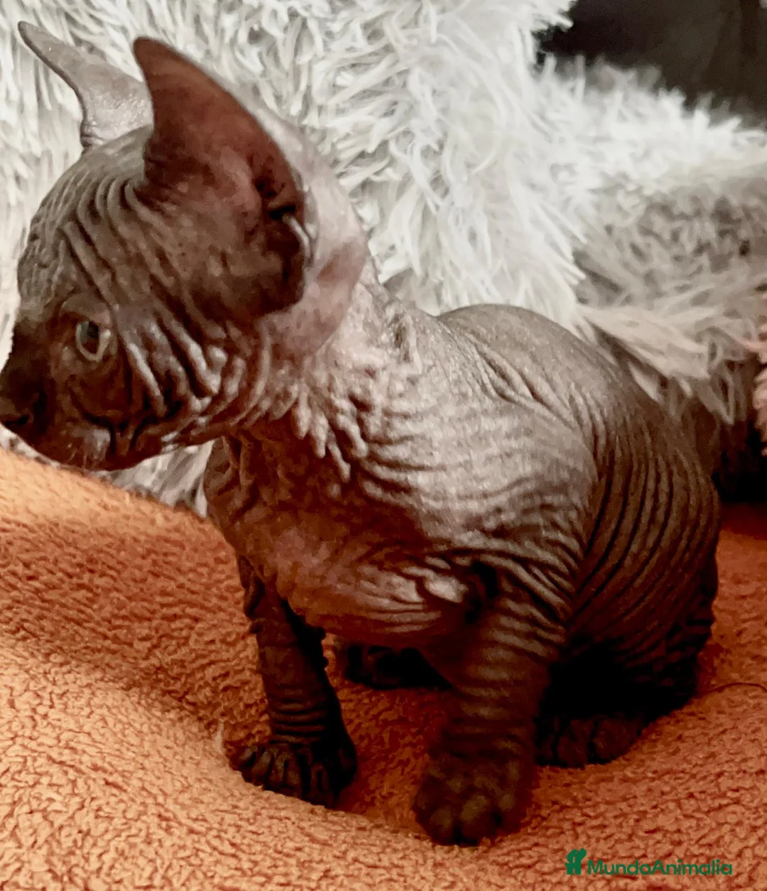 Sphynx gatos en venta: Gatita sphynx color negro! - Anuncio 8