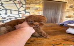 Caniche Toy perros en venta: CANICHE TOY ROJO - Imagen 5