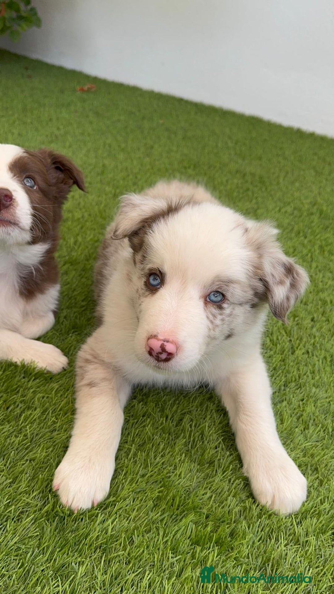 Border Collie perros en venta: BORDER COLLIE MACHO - Imagen 7