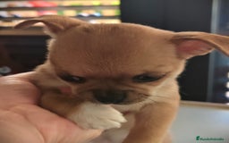 Chihuahua perros en venta: Hembra chihuahua linia rusa - Anuncio 2