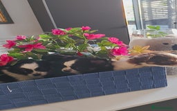 Chihuahua perros en venta: Chihuahua pelo largo  - Anuncio 4