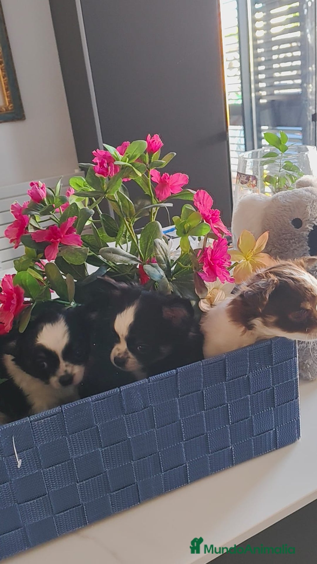 Chihuahua perros en venta: Chihuahua pelo largo  - Anuncio 4