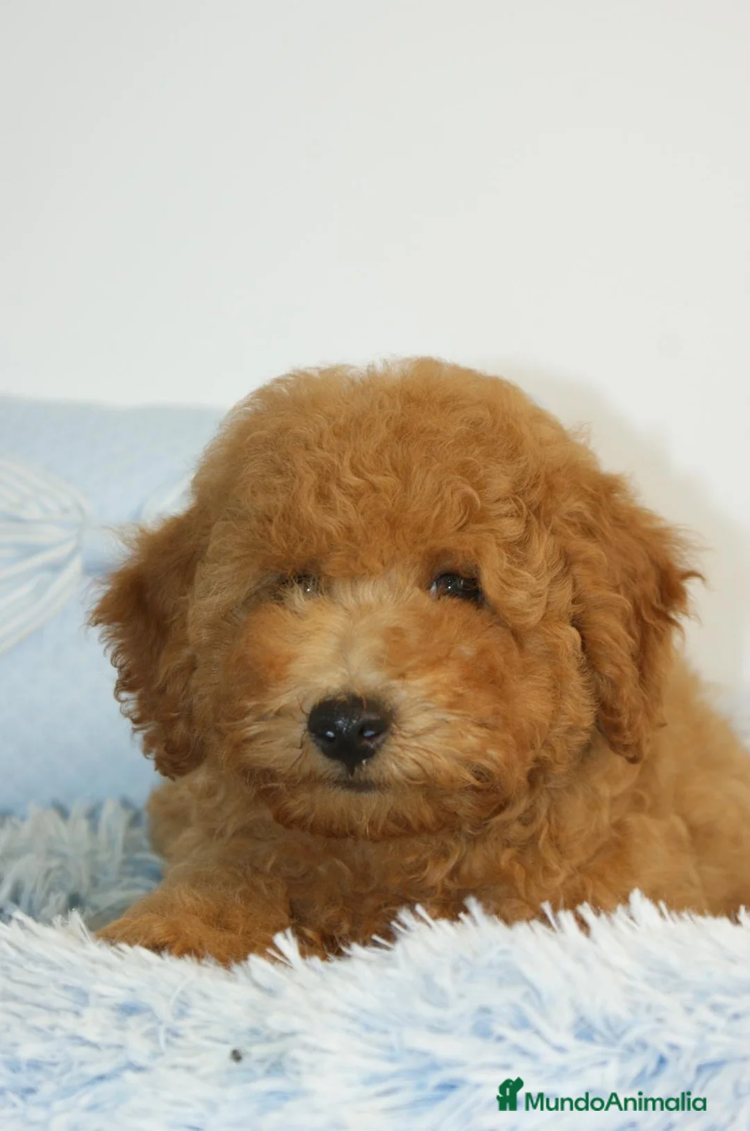 Caniche Enano perros en venta: CANICHE ENANO - Anuncio 2