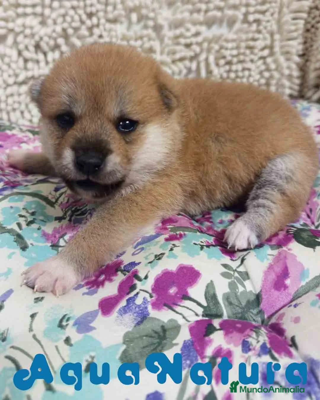 Shiba Inu perros en venta: Shiba Inu Macho de Maya y Silvio 1830- AQUANATURA en Barcelona - Anuncio 1