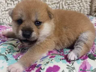 Shiba Inu perros Shiba Inu Macho de Maya y Silvio 1830- AQUANATURA en Barcelona - Anuncio 8