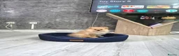 Pomerania perros en venta: Precio real. Pomerania. Máxima calidad  - Anuncio 1