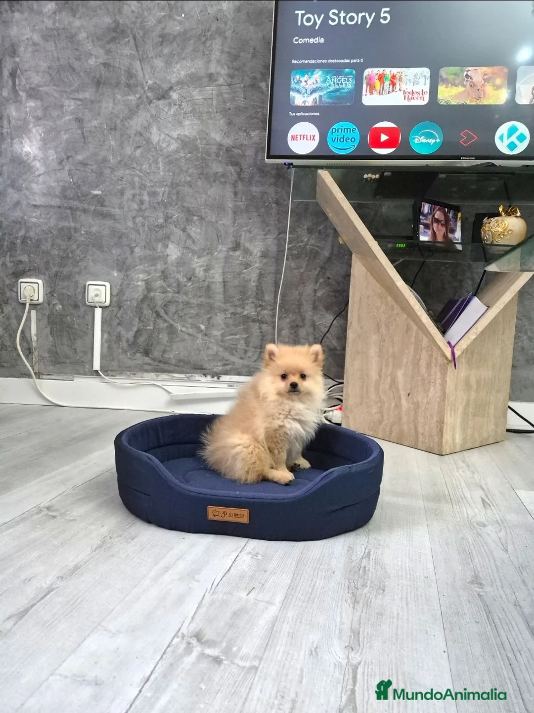 Pomerania perros en venta: Precio real. Pomerania. Máxima calidad  - Anuncio 1