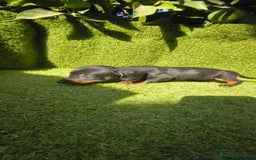 Teckel Miniatura perros en venta: camada teckel canichen muy pequeños  - Imagen 2