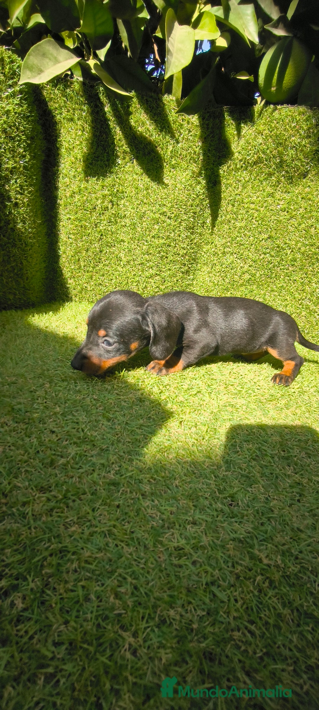 Teckel Miniatura perros en venta: camada teckel canichen muy pequeños  - Imagen 2