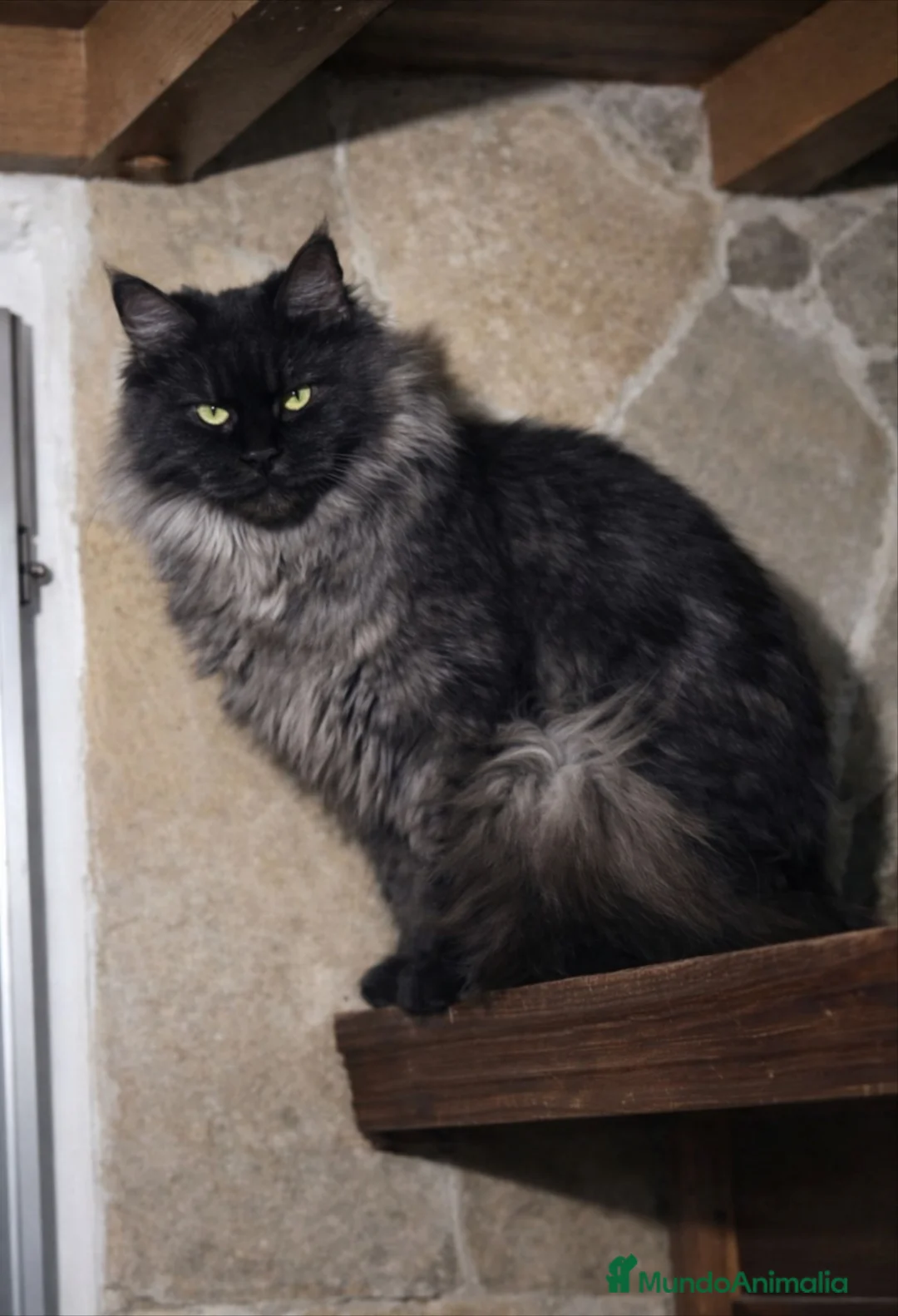 Maine Coon gatos en venta: Gatitas Maine Coon Hembras - Anuncio 3