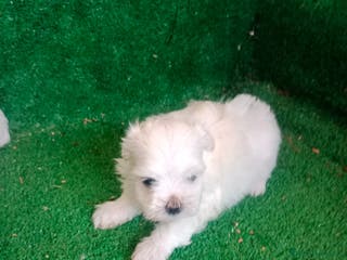 Bichón Maltés perros Hembritas Bichon Maltes - Anuncio 19